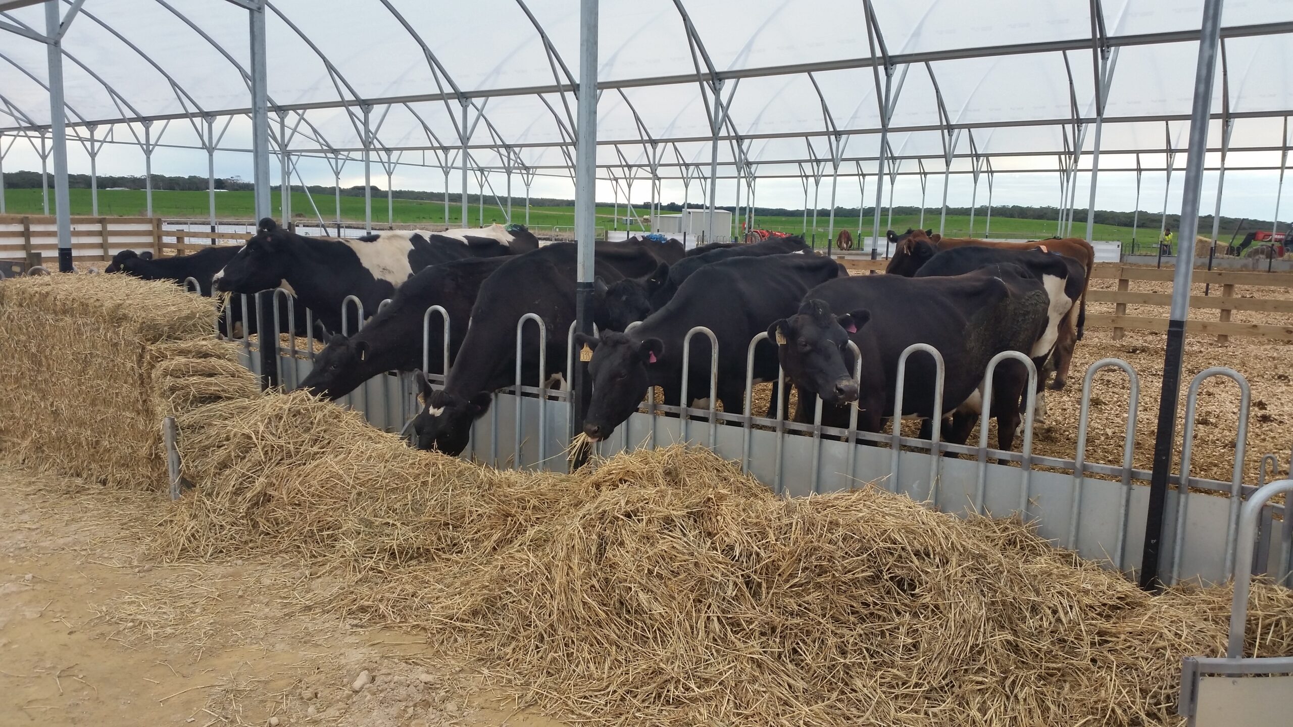 Closeup grass fed cows eating over barrier under shelter