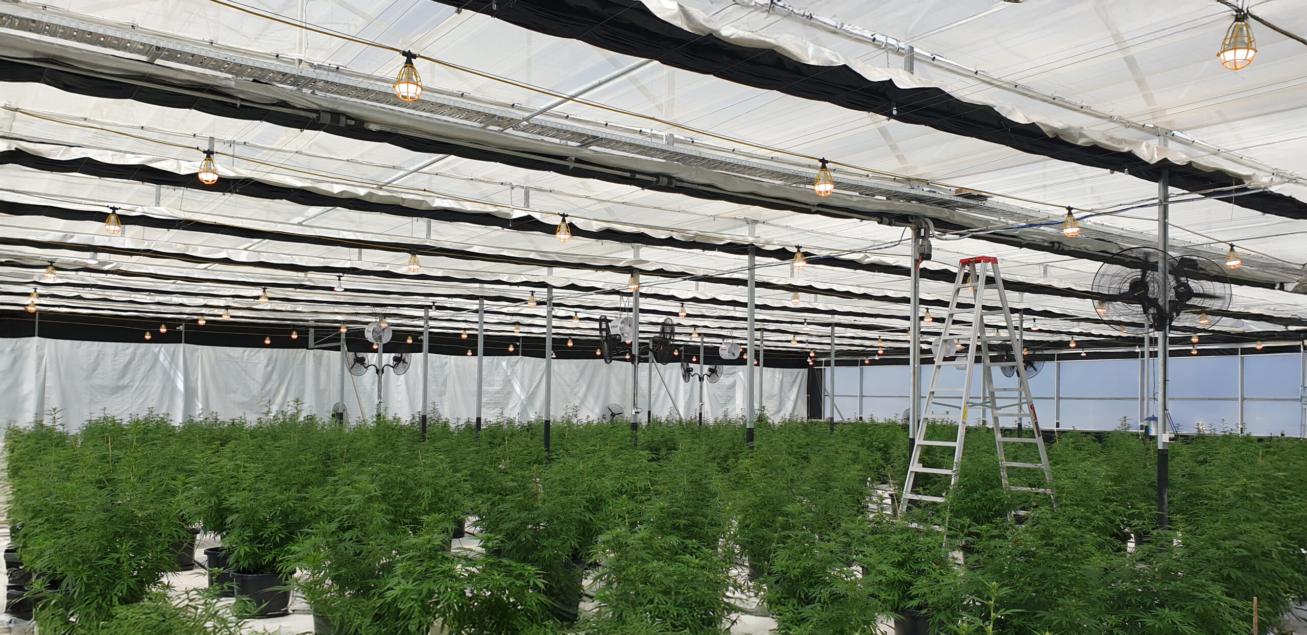 Interior of a medicinal structure - rows of medicinal cannabis plants