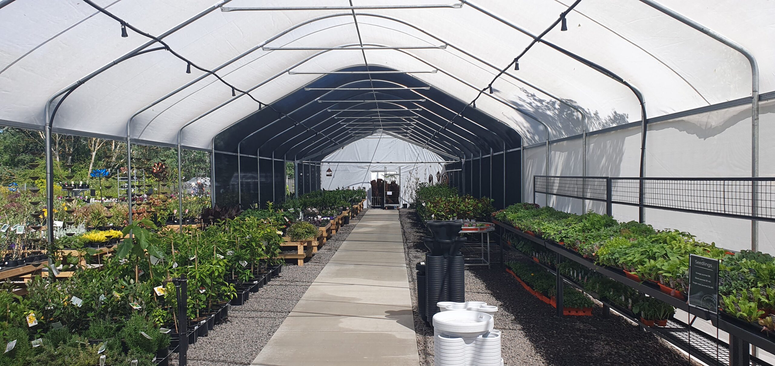 Interior of nursery greenhouse - centre lane - rows of pot plants on side