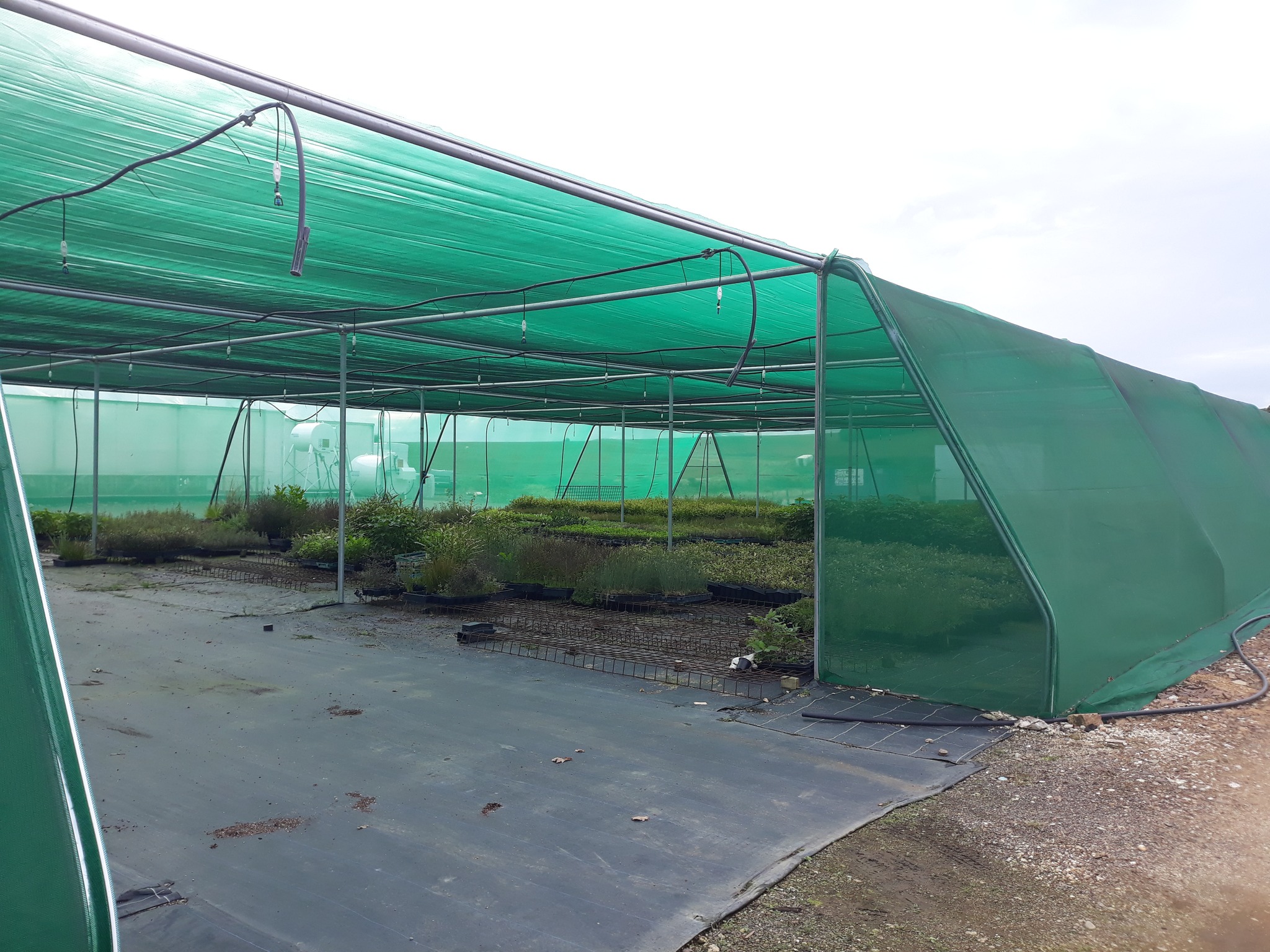 Interior view of flat roof shade house - pot plants inside