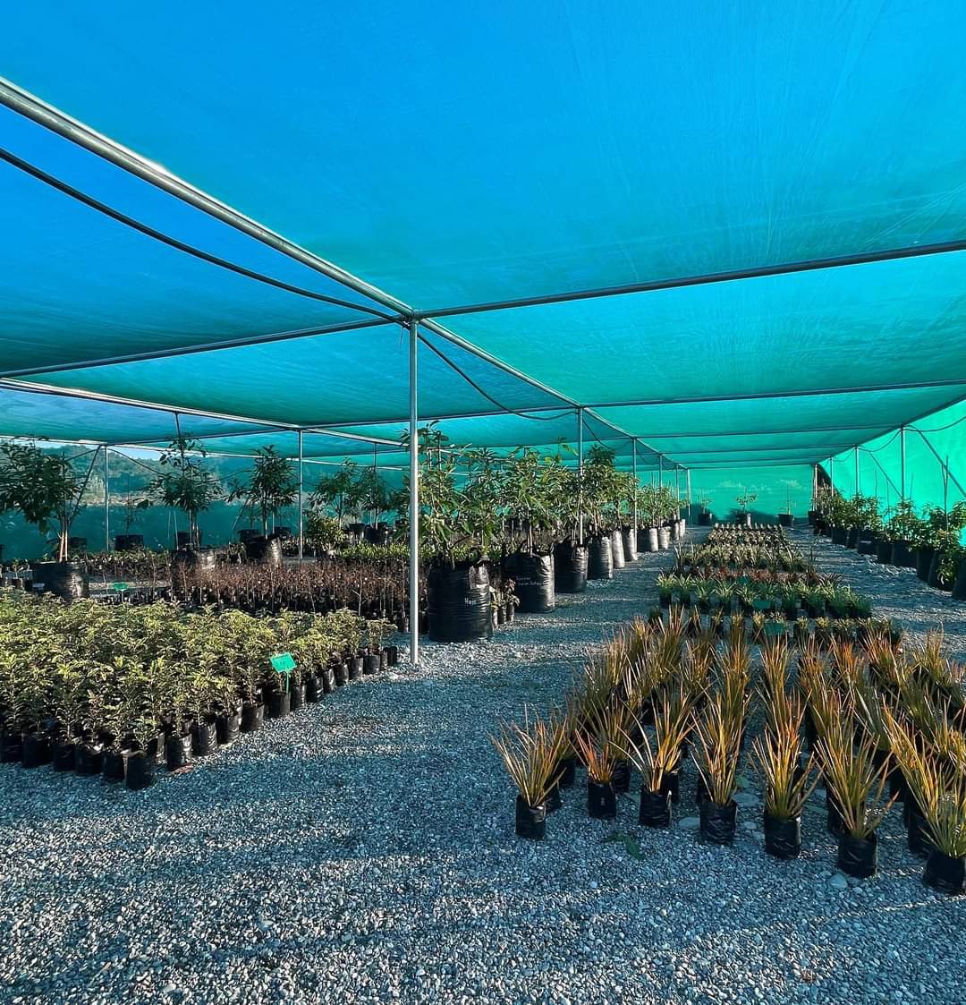 Interior view of flat roof shadehouse - gravel ground - rows of pot plants are displayed on the ground