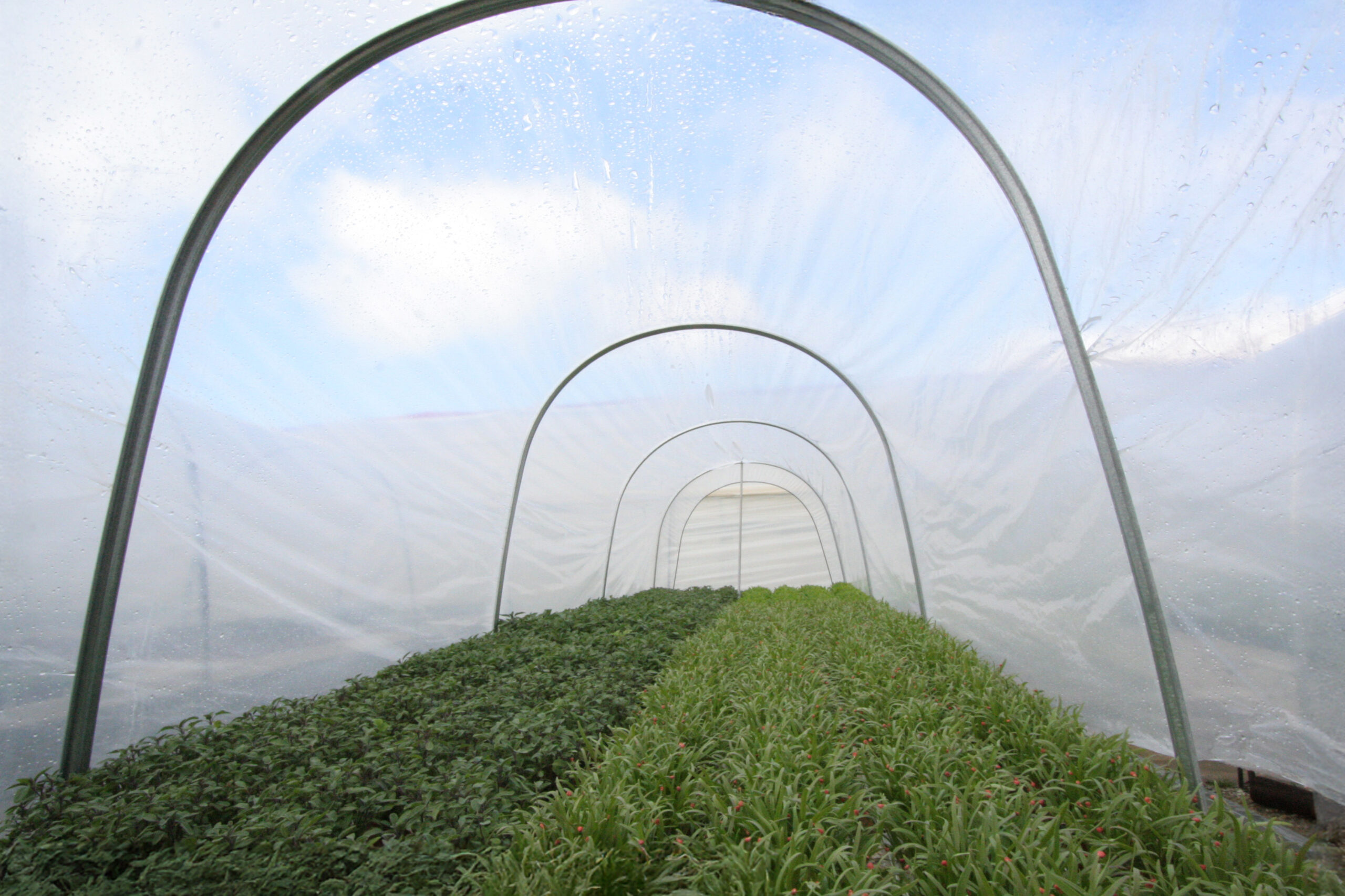 Inside view of cloche system with rows of flower growth