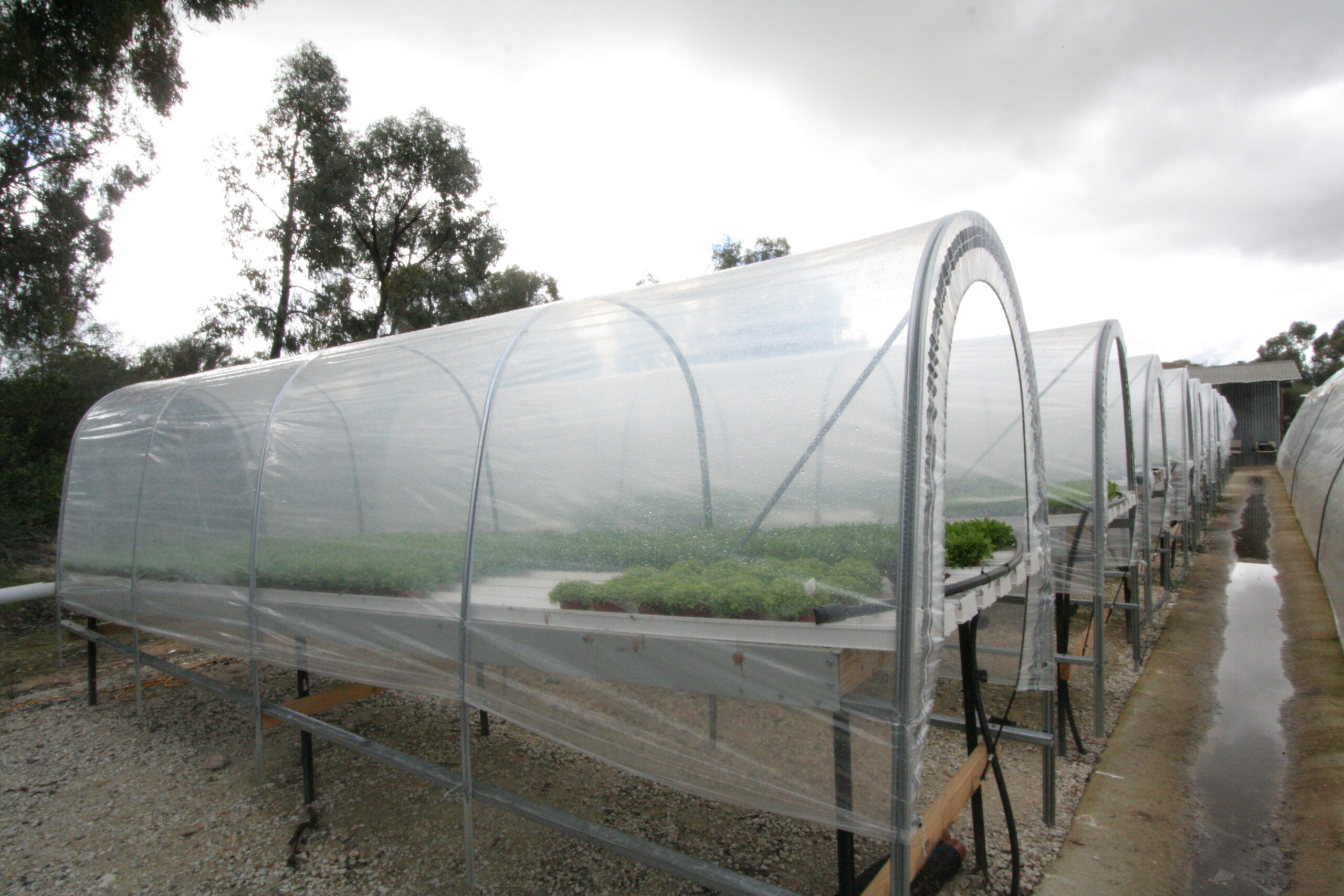Rows of cloche systems above ground