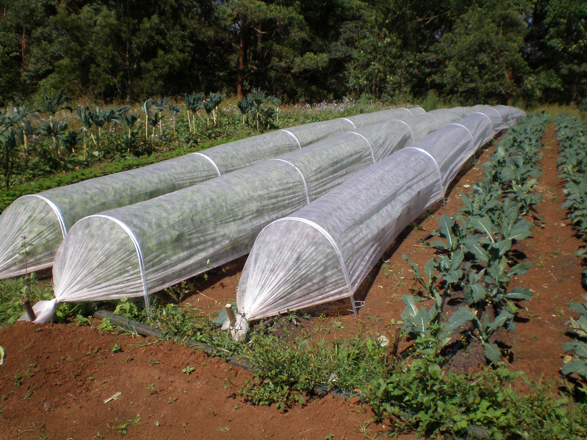 3 rows of cloche covering ground crops