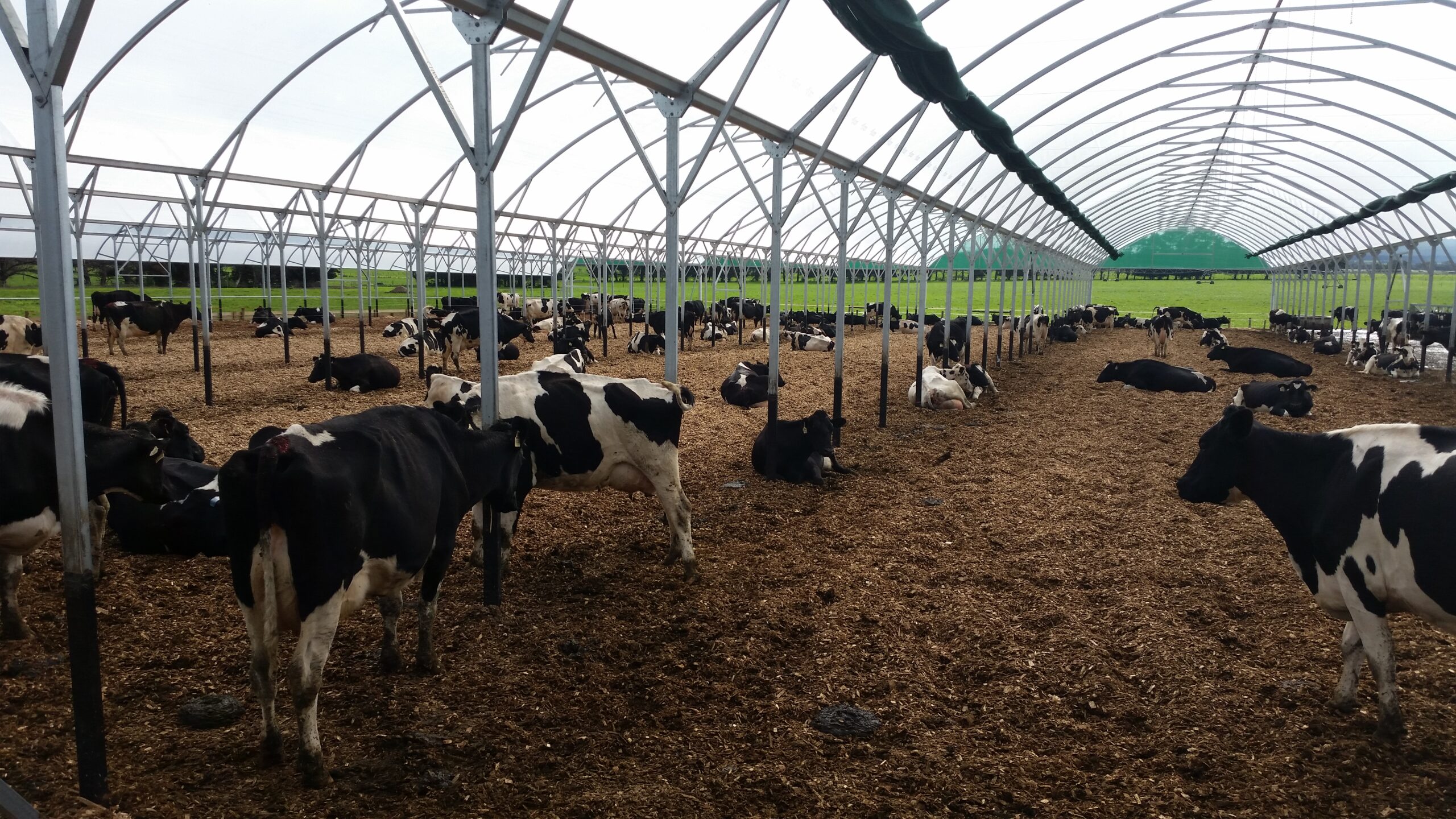 Closeup grain fed cows under large shelter - open field in the distance