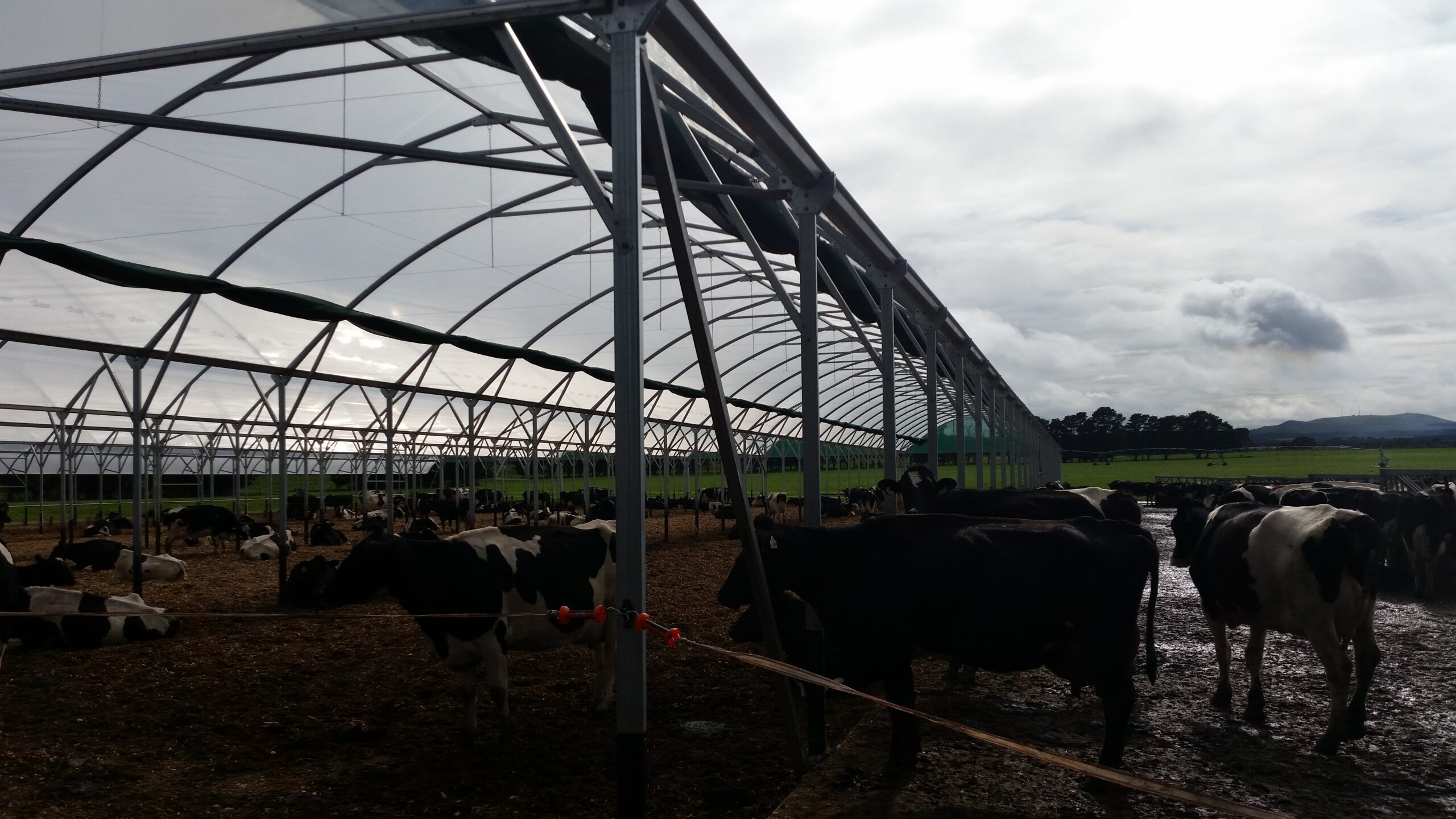 Close up cows under large shelter