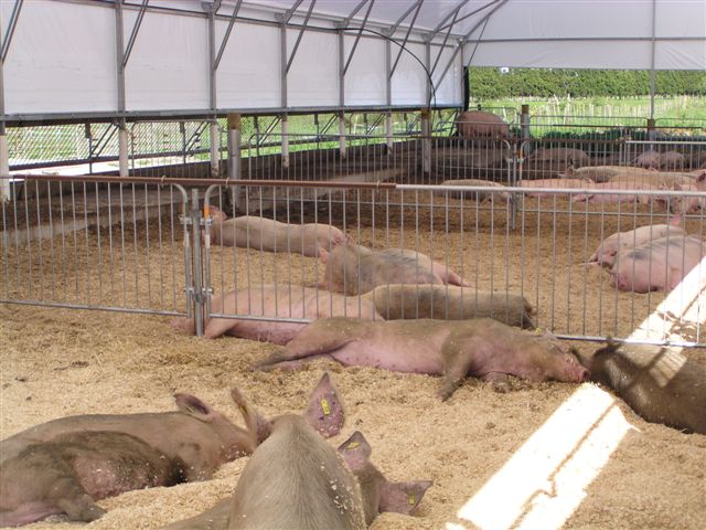 Closeup pigs sleeping under shelter