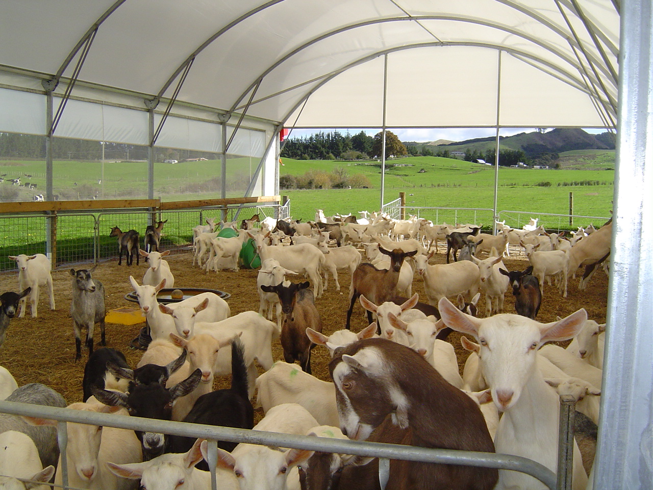 White brown black lamb under shelter - open field in background