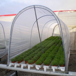 Inside view of cloche system covering small pot plants