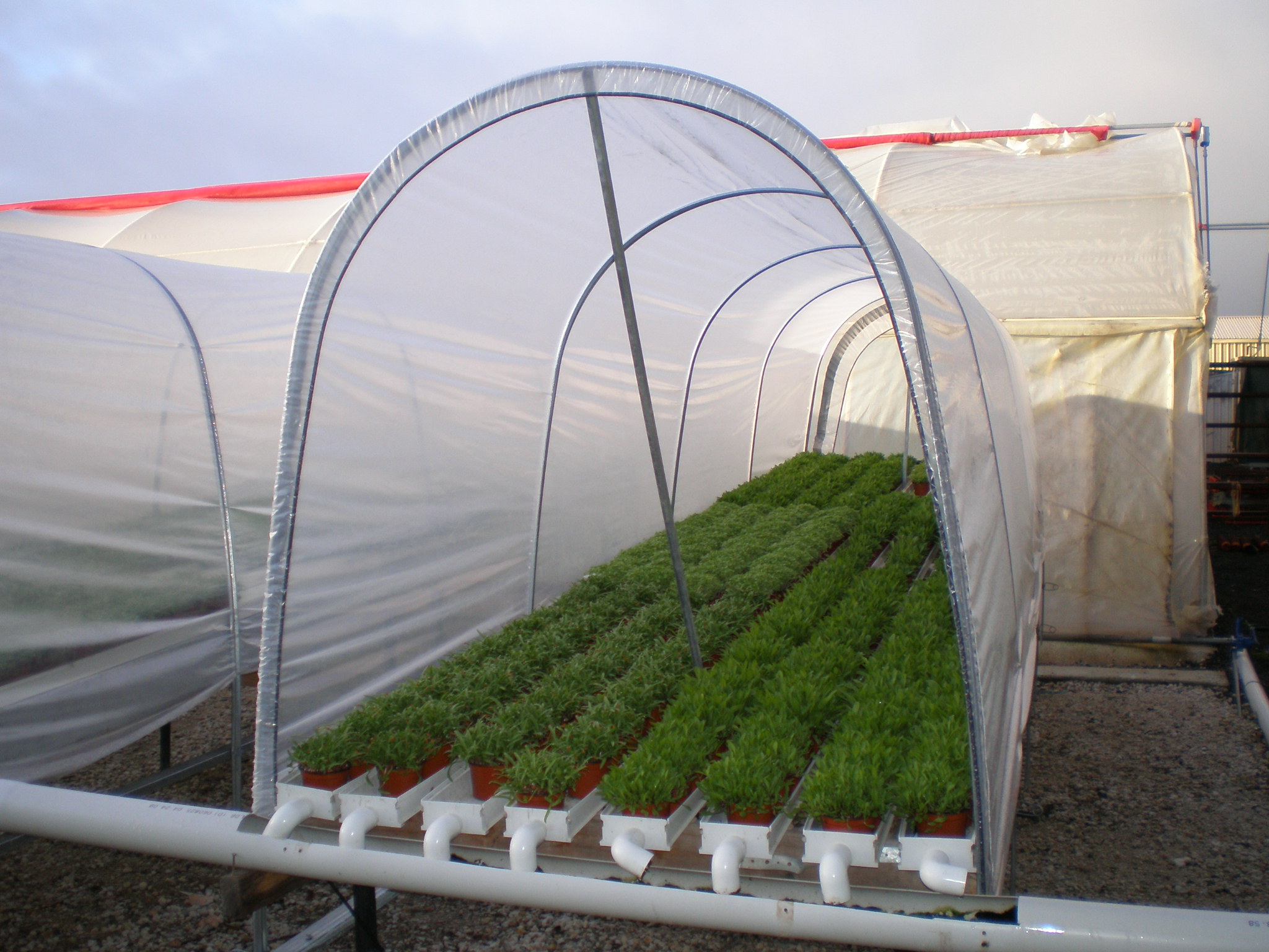 Inside view of cloche system covering small pot plants