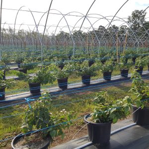 Trellising